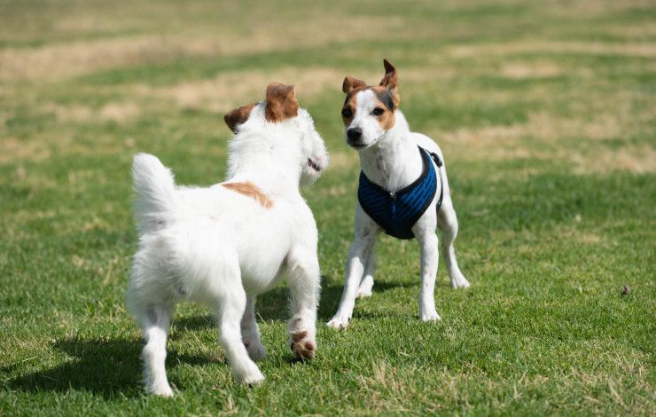 Two little white dogs with brown ears play on the grass