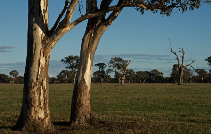 Trees in the green wedge