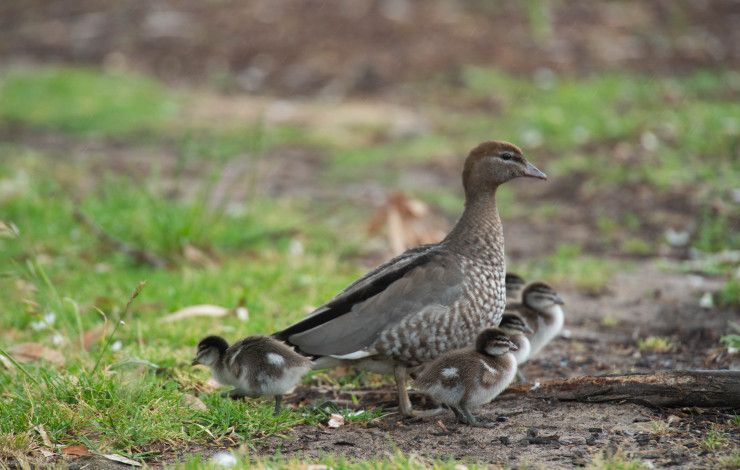 Australian Wood Duck with chicks