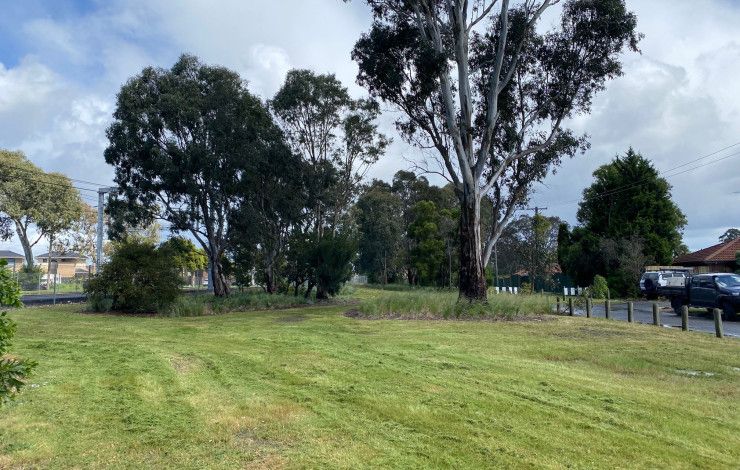 freshly mown grass in a park