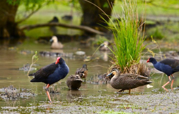 Birds gather in Greater Dandenong wetlands