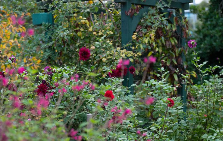 Shrubs in the garden