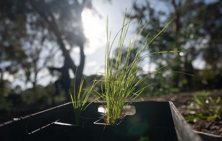 A seedling in a small pot surrounded by mature trees