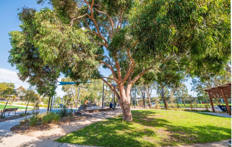A big tree in a local park