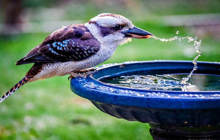 kookaburra drinking in a bird bath