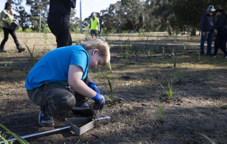 a child planting a tree