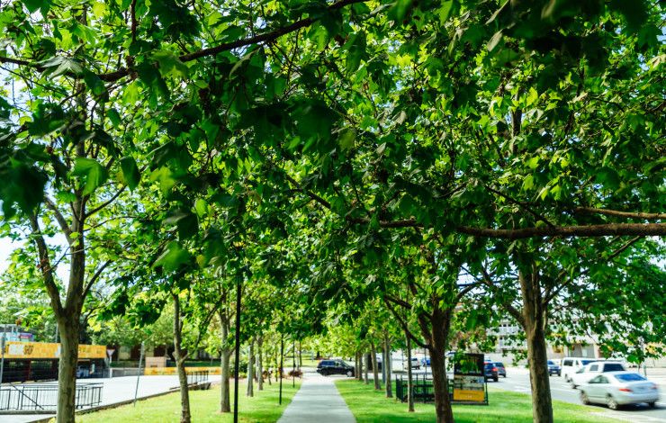 a tree lined street