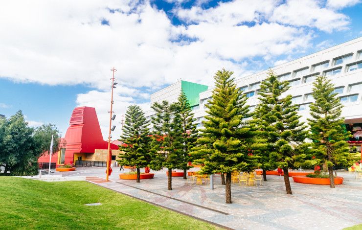 Several pine trees set against the backdrop of an urban square and large buildings.