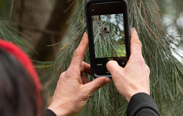 A person holding a mobile phone taking a photo of a tree