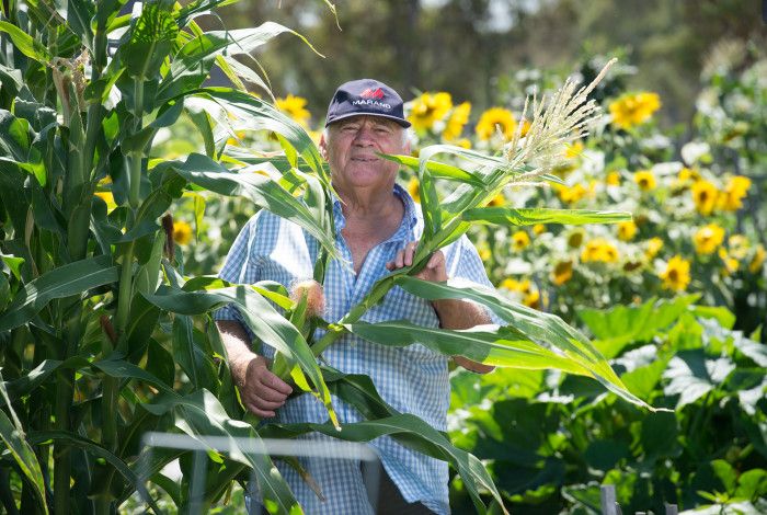 Man in community garden