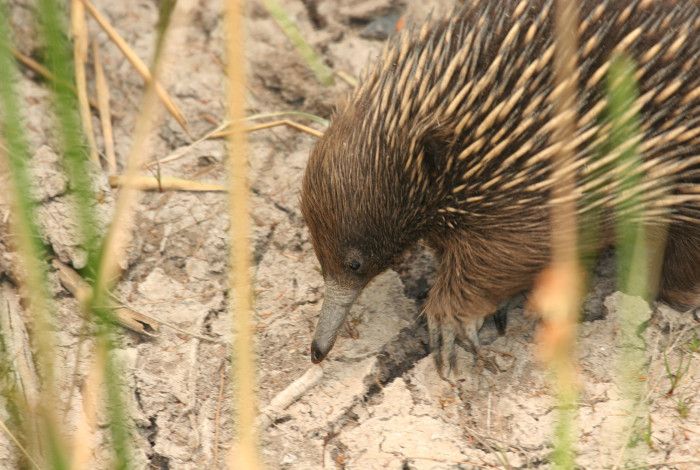 Echidna