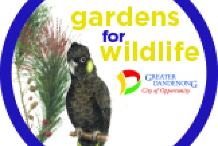Yellow-tailed black cockatoo