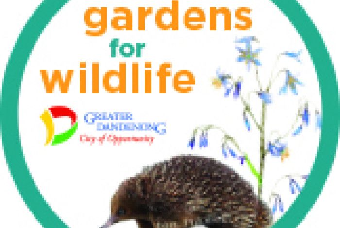 Short-beaked echidna