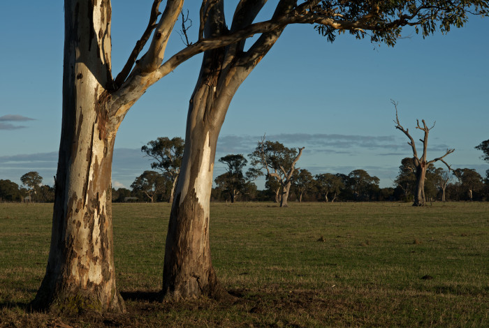 Trees in the green wedge