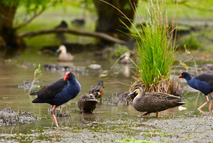 Birds gather in Greater Dandenong wetlands