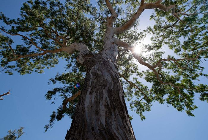 Looking up at a large gum tree from the ground.