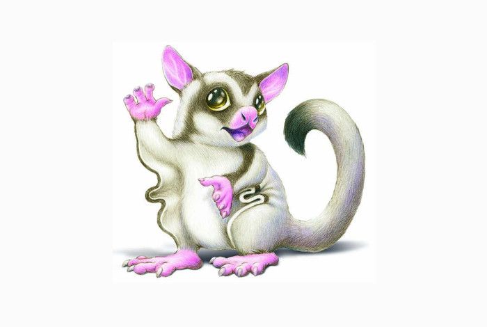 Illustration of a small sugar glider possum waving