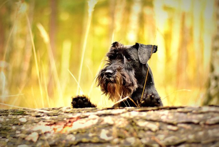 Dog looking over log