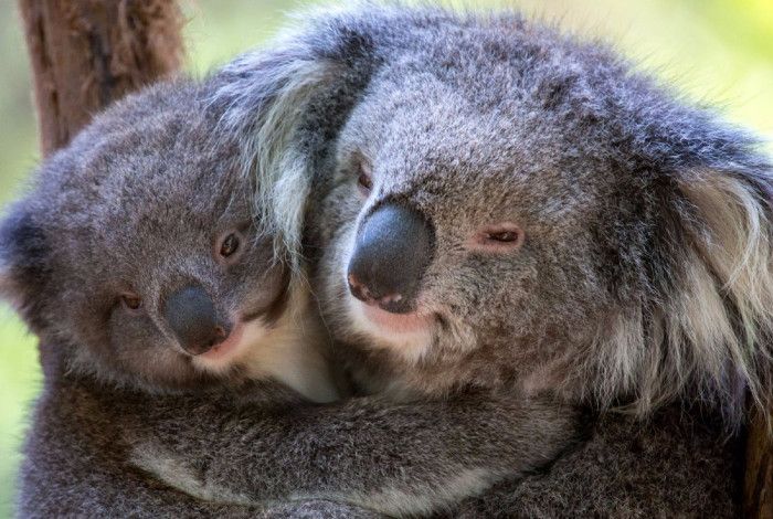 two Koalas hugging