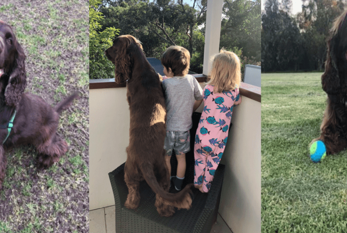 Brown dog with children and playing with a ball outdoors.