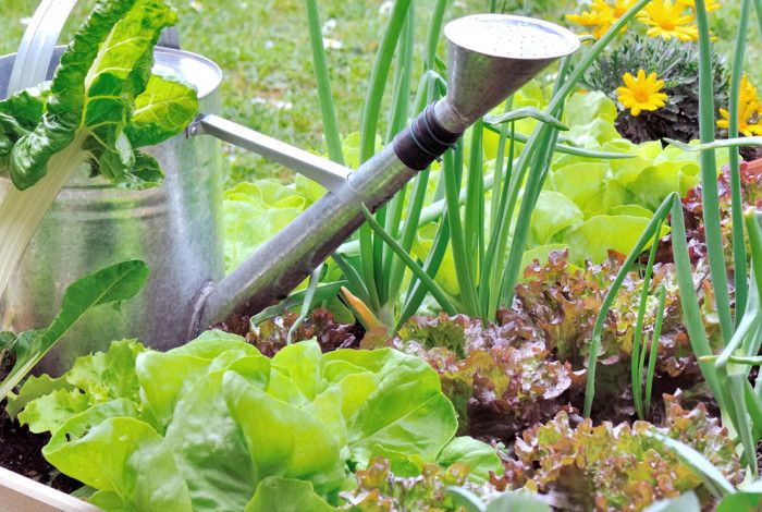 Vegetable garden with a watering can