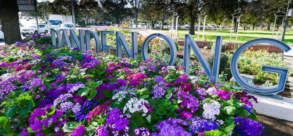 Dandenong Park in full bloom