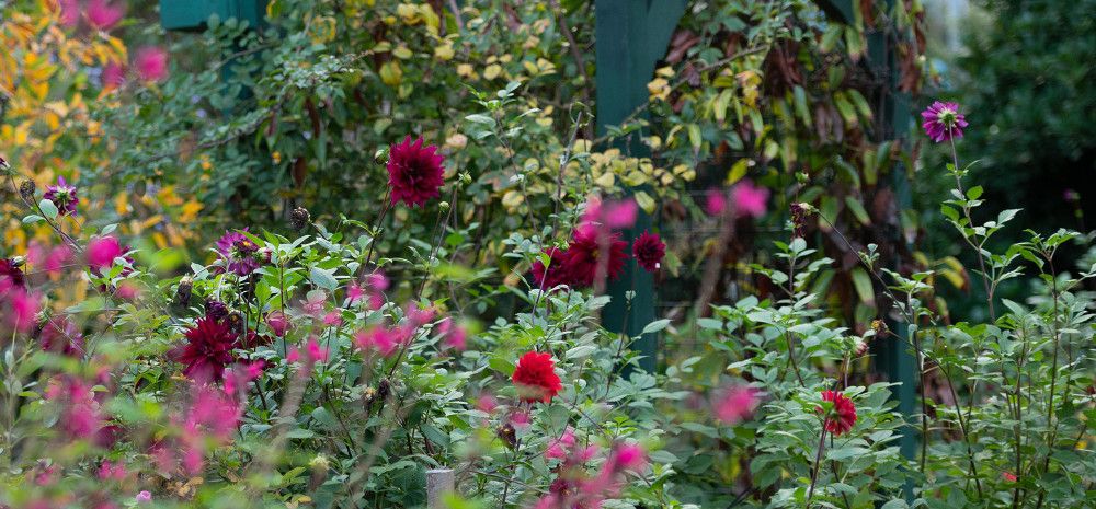 Shrubs in the garden