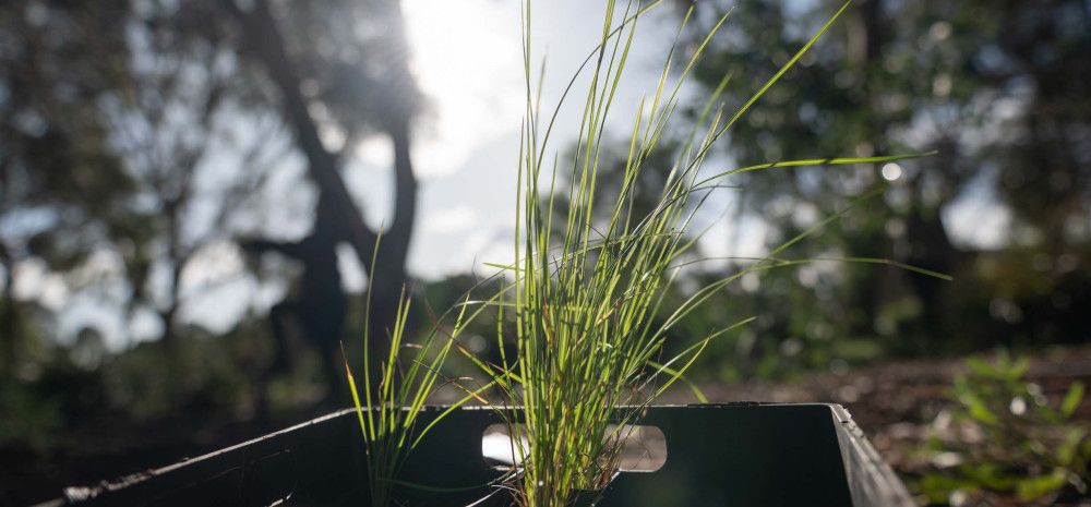 A seedling in a small pot surrounded by mature trees