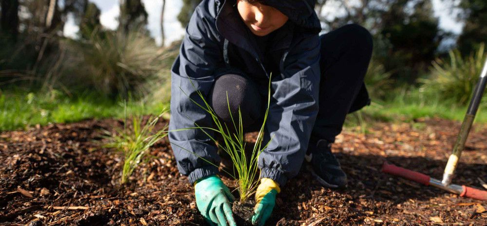 Child planting a tree