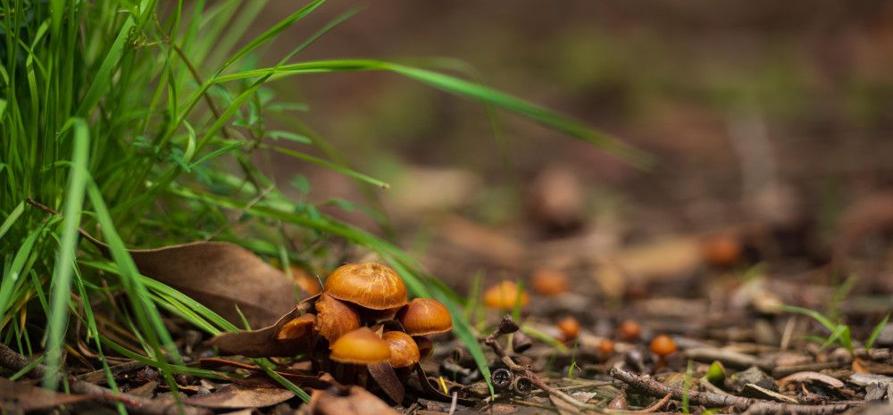 A small cluster of mushrooms growing at Alex Wilkie Nature Reserve