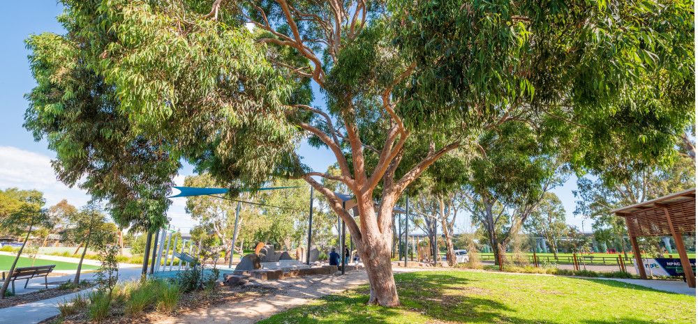 A big tree in a local park
