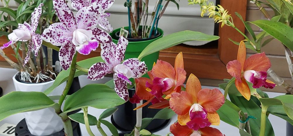 Orchids on display.