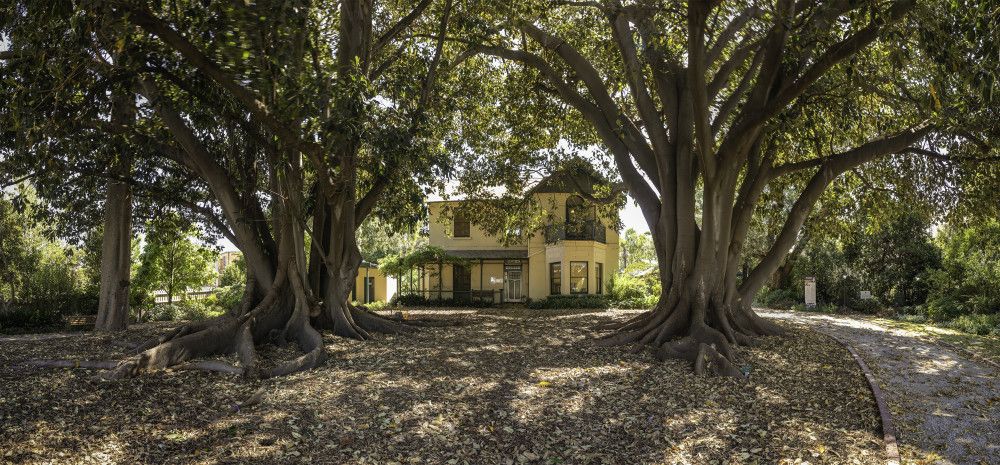 Two Morton Bay Fig trees with a historic house in between them.