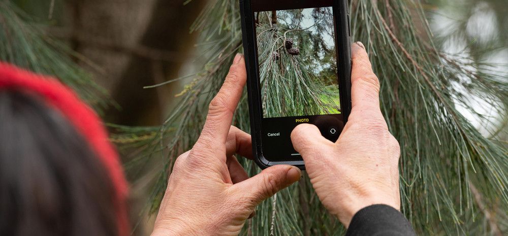 A person holding a mobile phone taking a photo of a tree