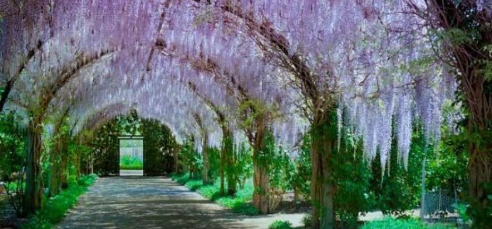 tunnel of wisteria