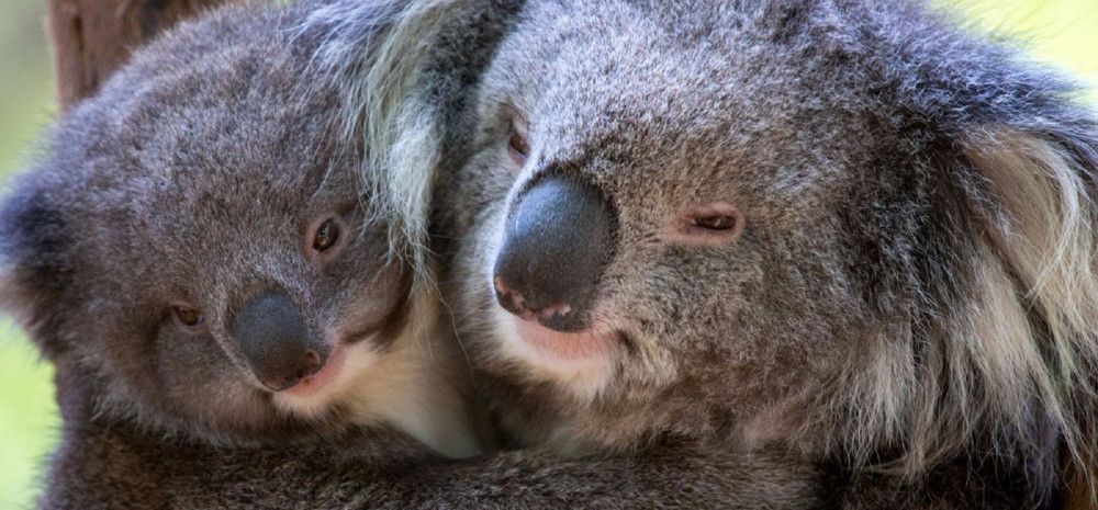 two Koalas hugging