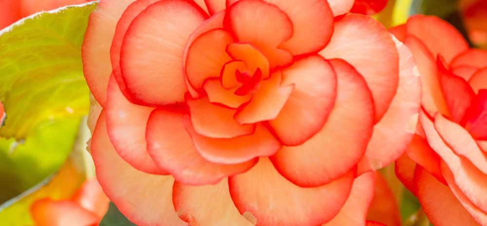 Orange begonia flower
