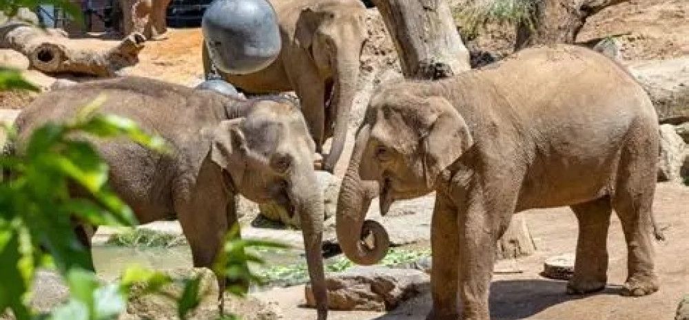 three baby elephants standing together