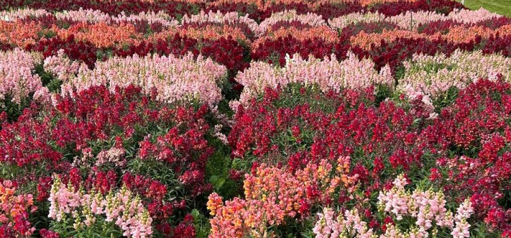 Field of flowers