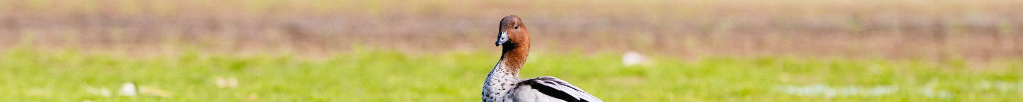 Duck on a sports field