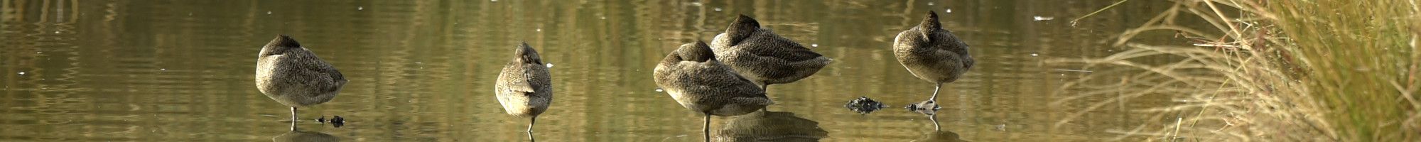 ducks in a local wetland