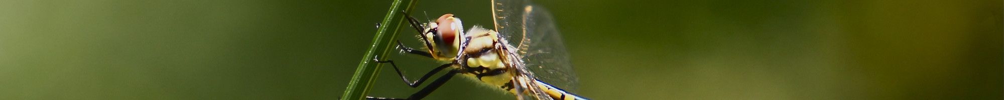 Firefly on a blade of grass