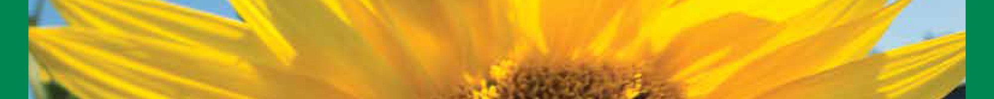 Greater Dandenong Council News November 2020