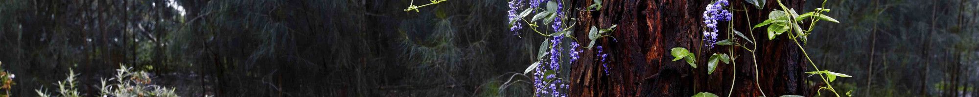 Parkland with a tree with flowers in it.