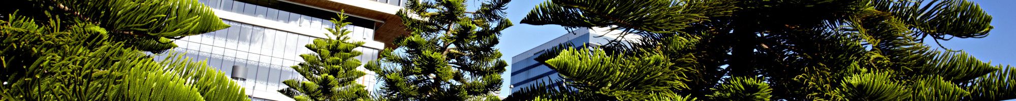 Harmony Square pine trees