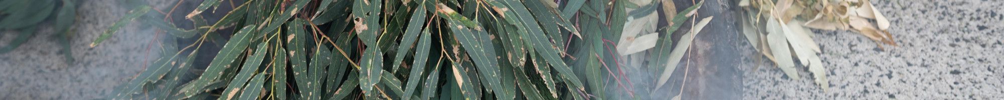 leaves in a dish during a smoking ceremony