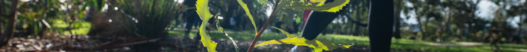 seedlings in a garden bed