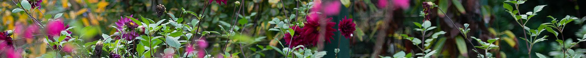 Shrubs in the garden