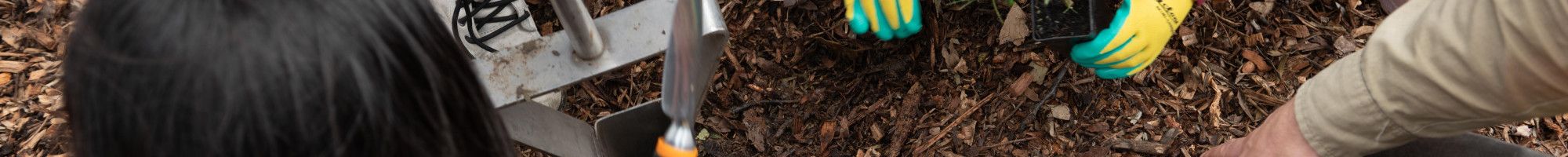 school students planting trees