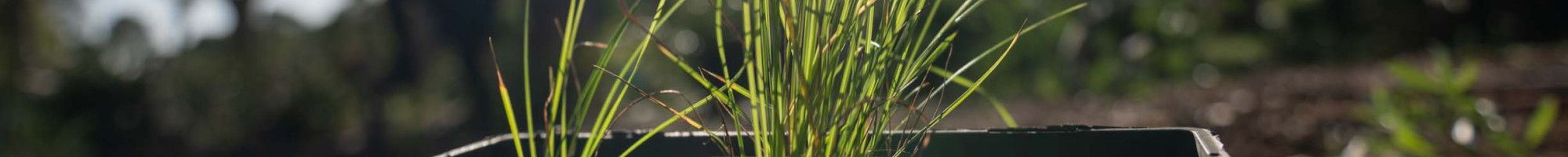 A seedling in a small pot surrounded by mature trees